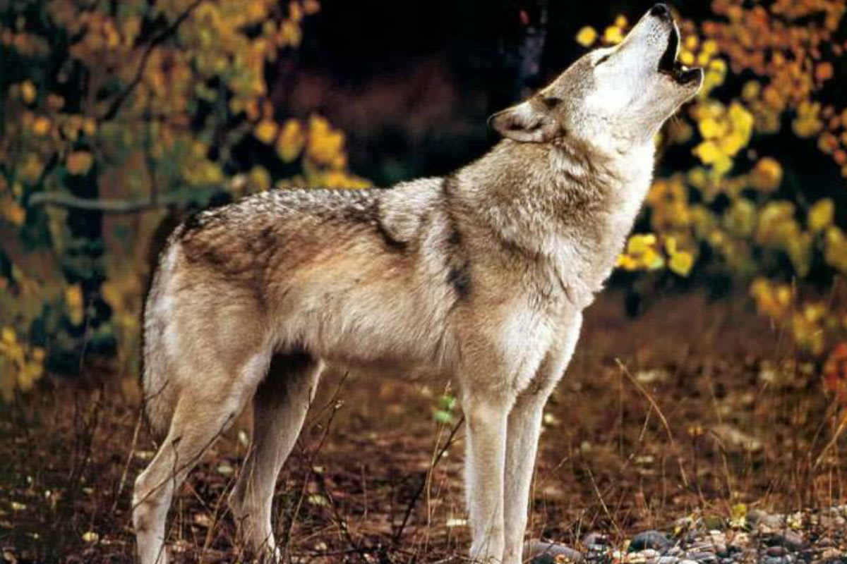 Kanton Wallis - Abschüsse von Wolfsrudeln erlaubt