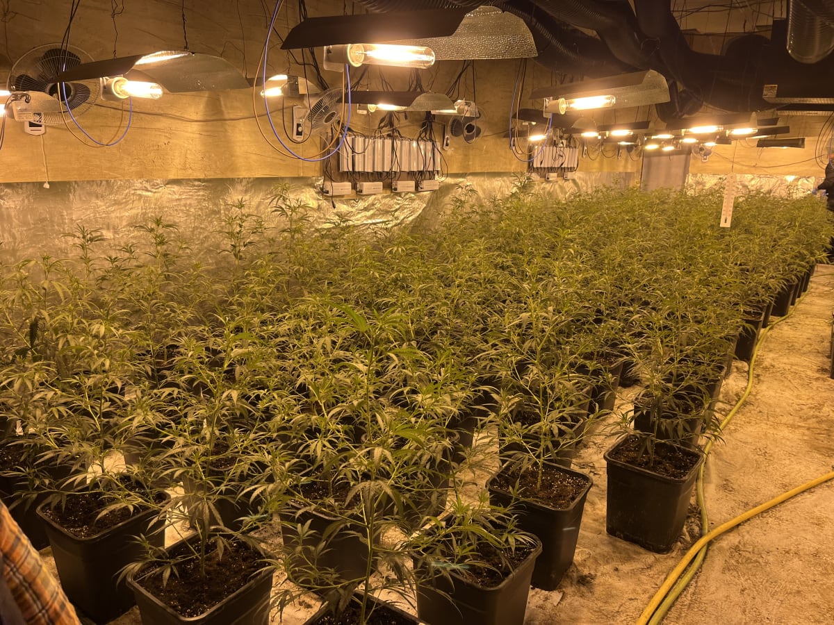 Blomberg – Cannabisplantage führt zu illegalem Glücksspiel