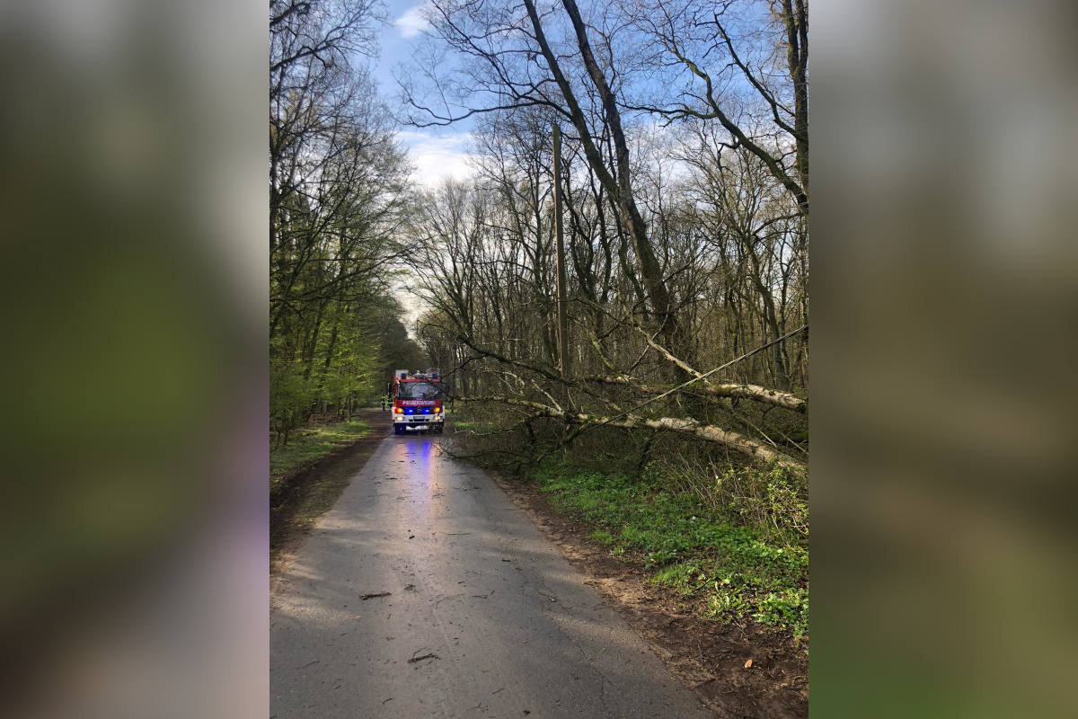 Schermbeck – Baum stürzt auf Stromleitung