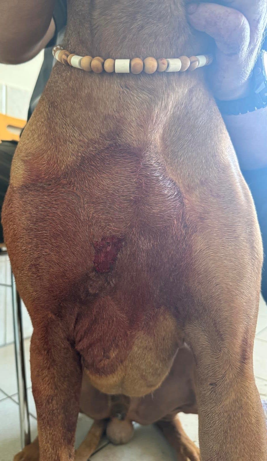 Schäferhund attackiert Ridgeback in Ammern – Halter fährt davon