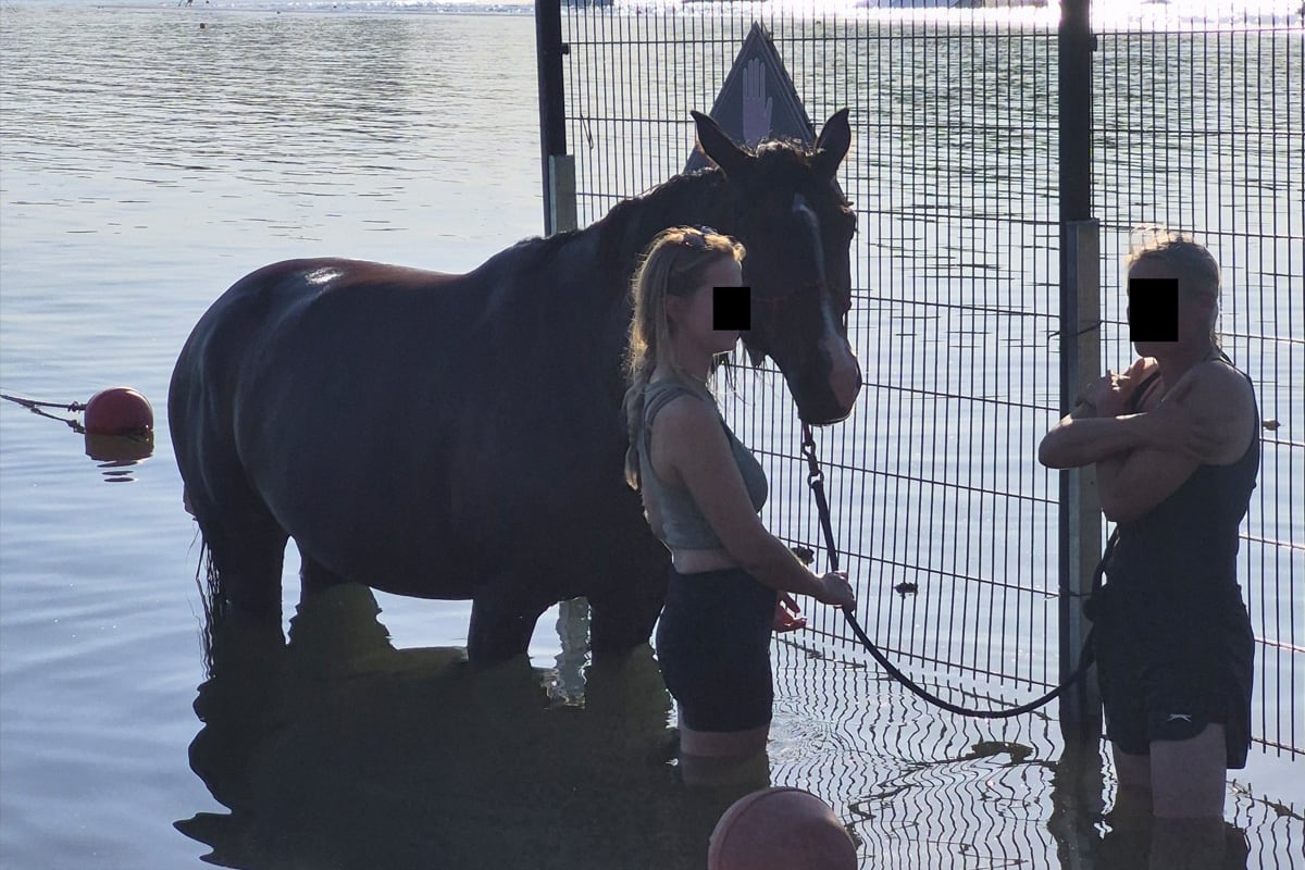 Düren – Pferd schwimmt alleine durch Badesee