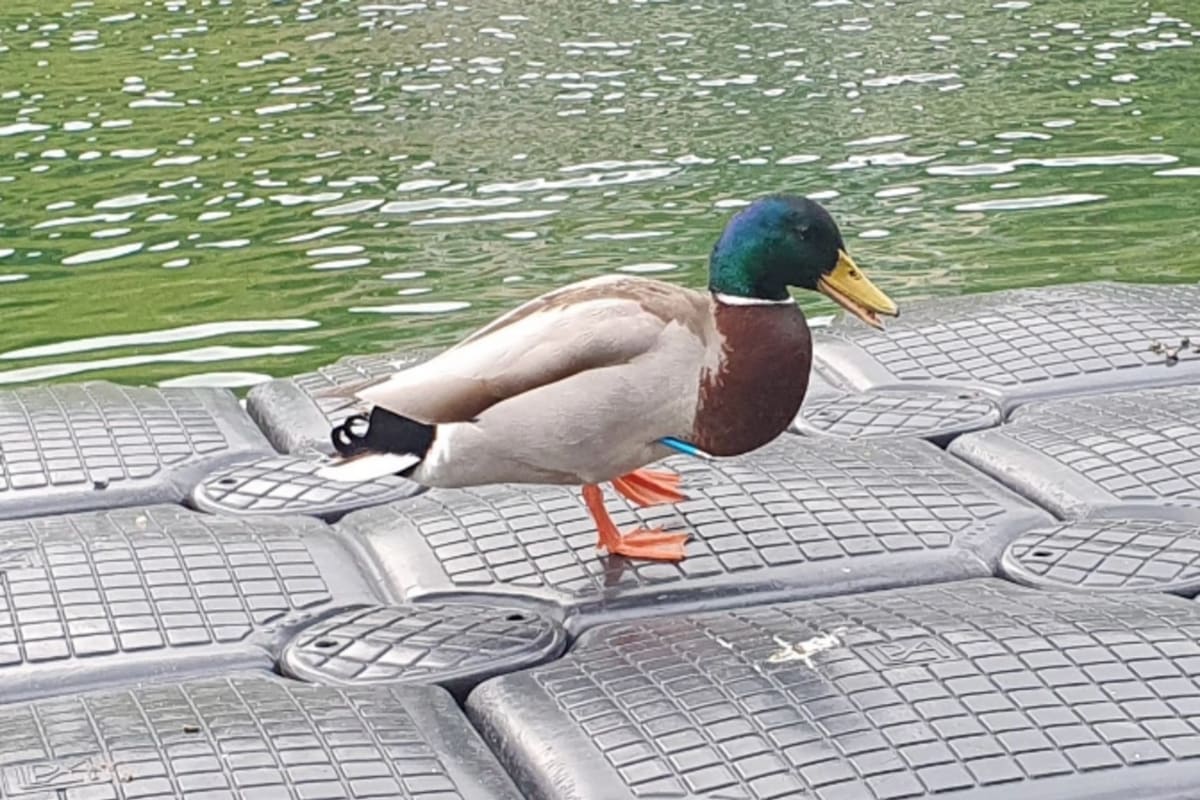 Unterägeri ZG - Enten mit Pfeil angeschossen