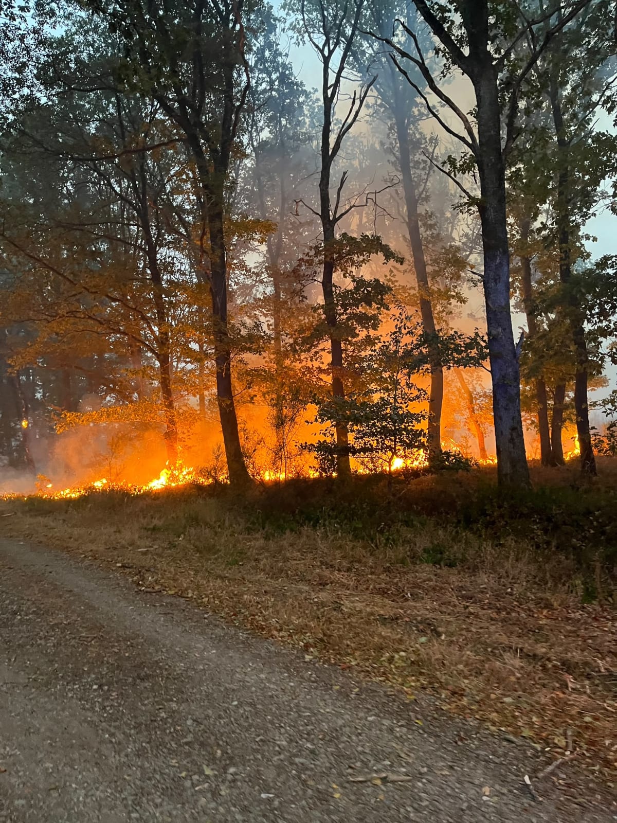 Hürtgenwald-Gey – 1.800 Menschen wegen Waldbrand evakuiert