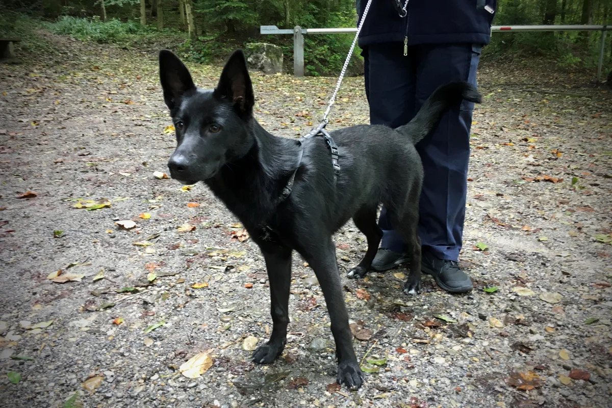 St. Gallen SG - Jungen Hund ausgesetzt - Zeugenaufruf 
