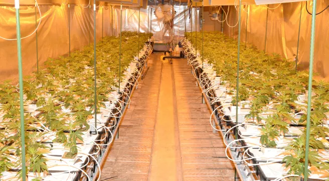 Hanfplantage in Lutzenberg ausgehoben