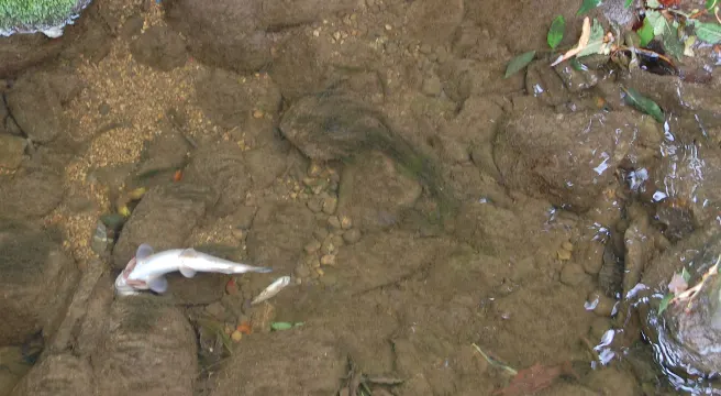 Gewässerverschmutzung führt zu Fischsterben in Hitzkirch