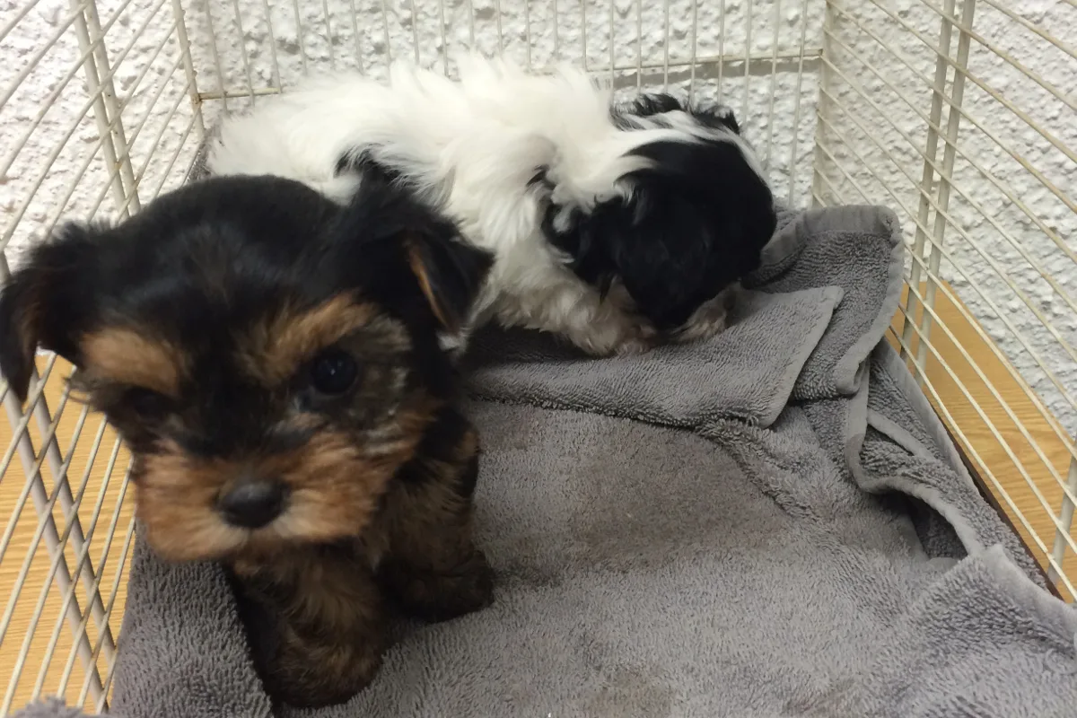 Winterthur: Dritter Hundewelpe ermittelt