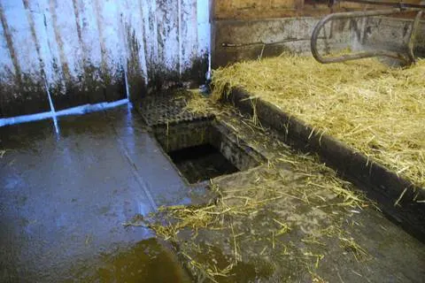 Gitter entfernt! Kühe verenden in Kernser Güllenkasten