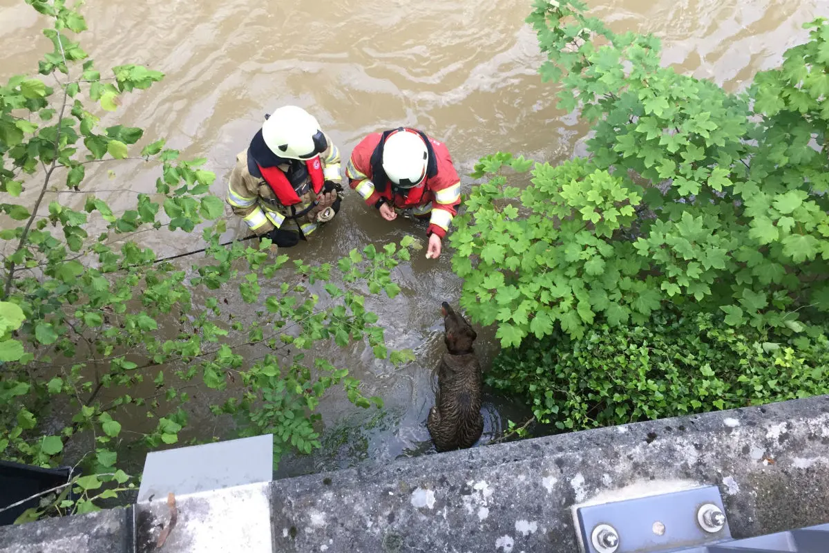 Binningen BL: Feuerwehr rettet Hund aus reissendem Fluss