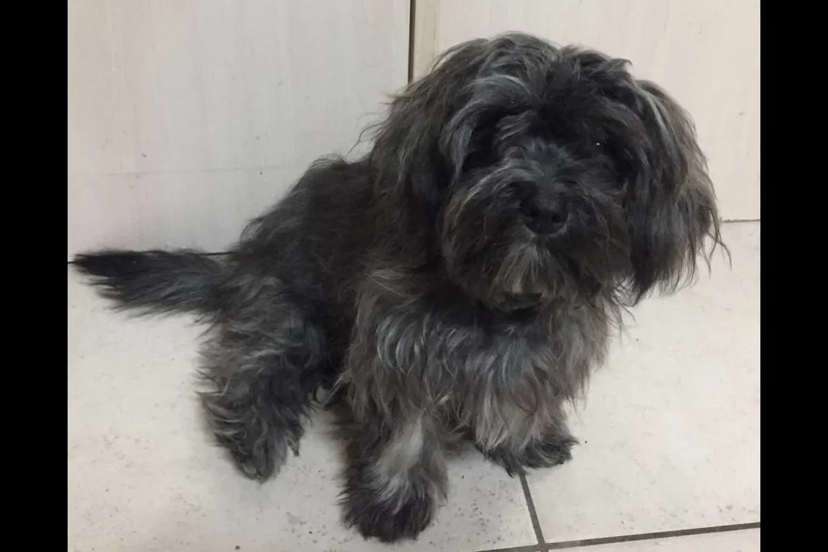 Wil SG - Hundewelpen aus Garten gestohlen