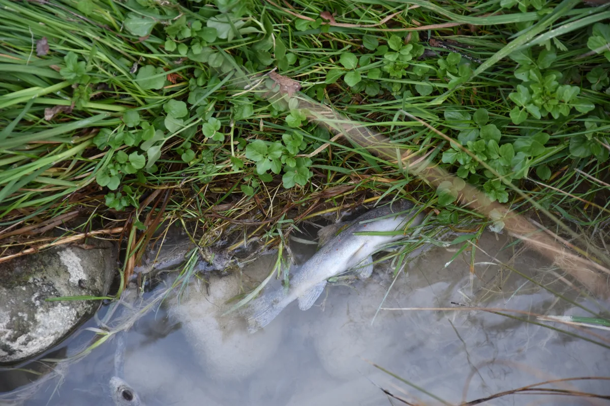 Abtwil SG - Fischsterben im Mülibach