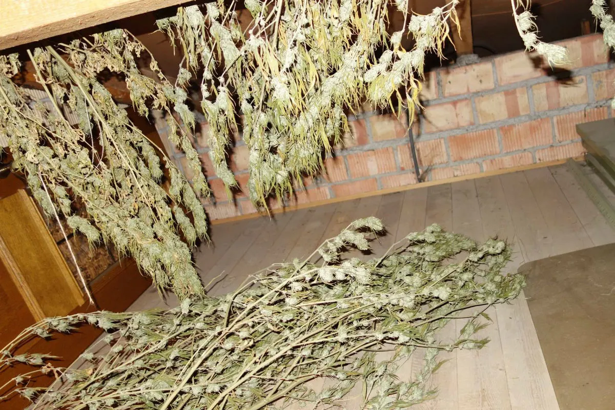 Hanf-Indoor-Anlage in Oberriet SG ausgehoben