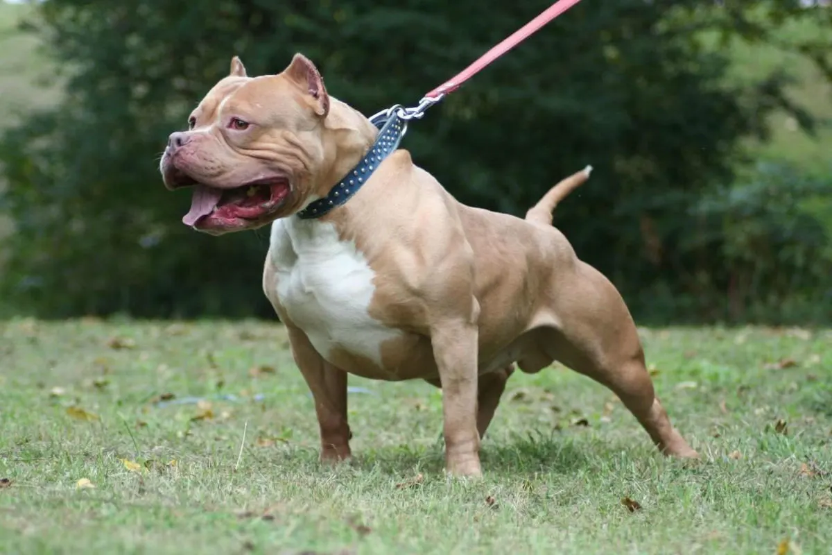 Pittbull beisst Besitzer und wird von dessen Freunde getötet
