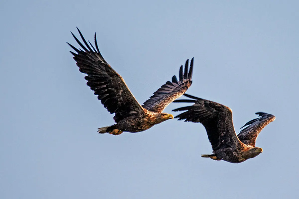 Potzneusiedl B – Toter Seeadler bei Windrad gefunden