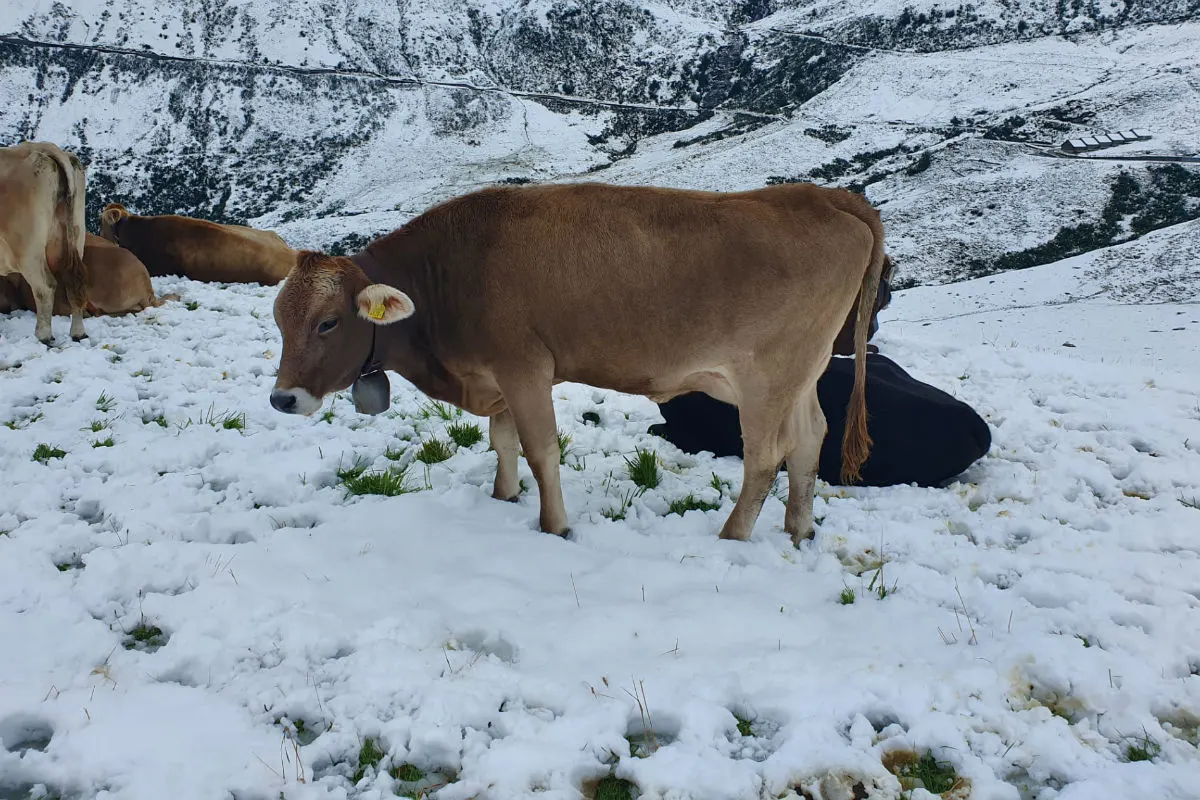Schnee auf den Alpenpässen - Vorsicht auf den Strassen