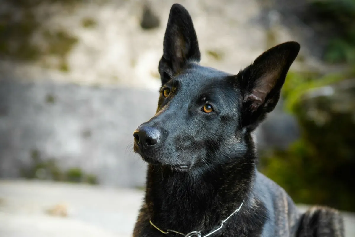 Stadtroda – Betrunken ihren Hund misshandelt