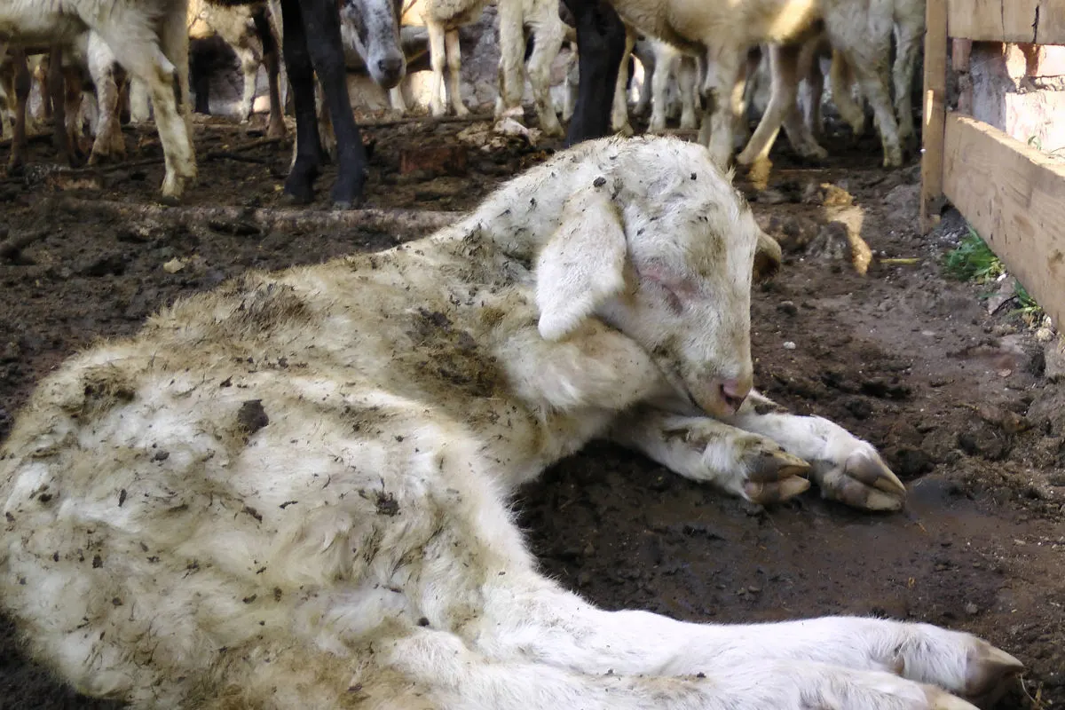 Mehrere Schafe verendet - Besitzer wollte keinen Tierarzt aufsuchen