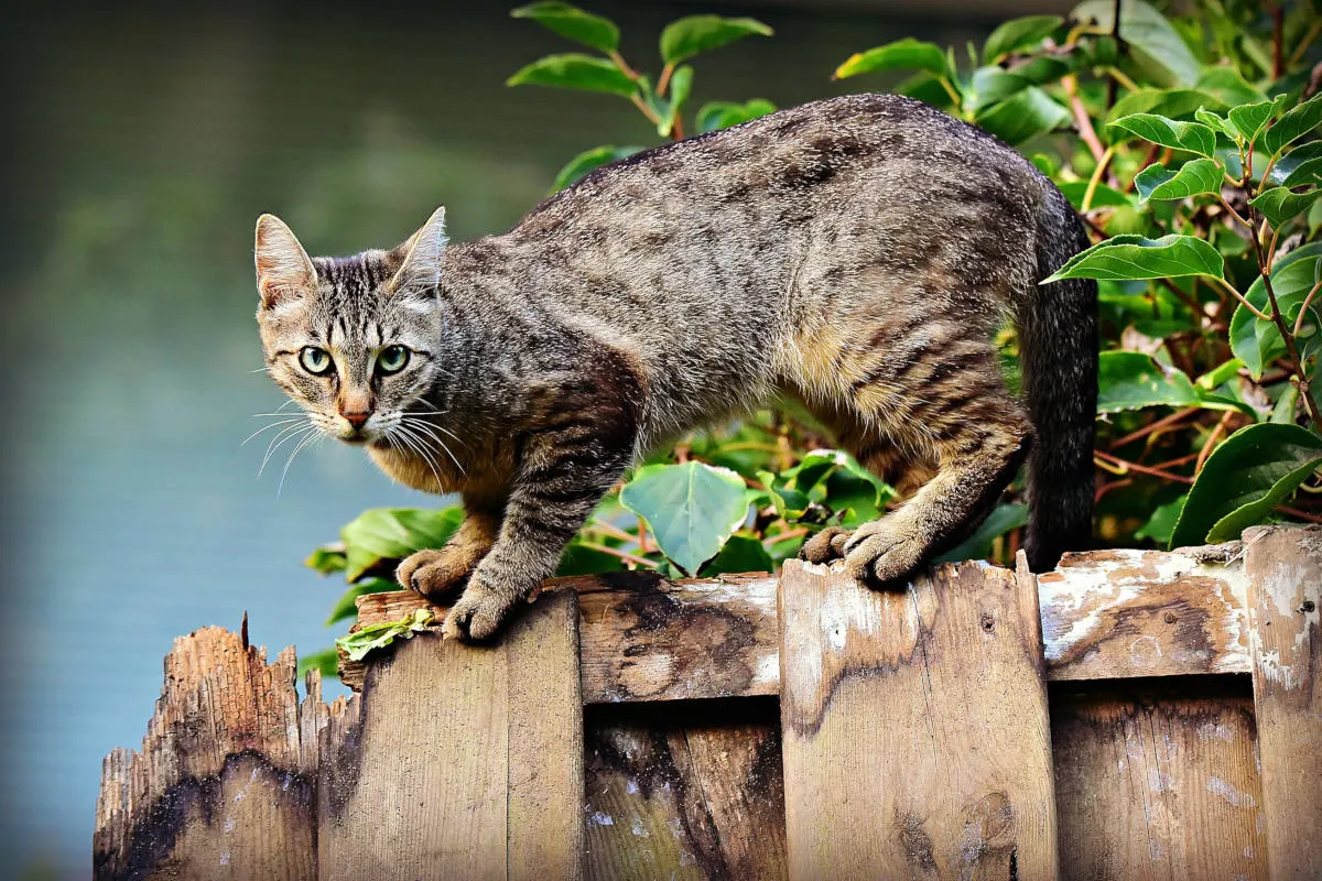 Verdacht auf Tierquälerei in Uttigen BE - Aufgehängte Katze vorgefunden! 