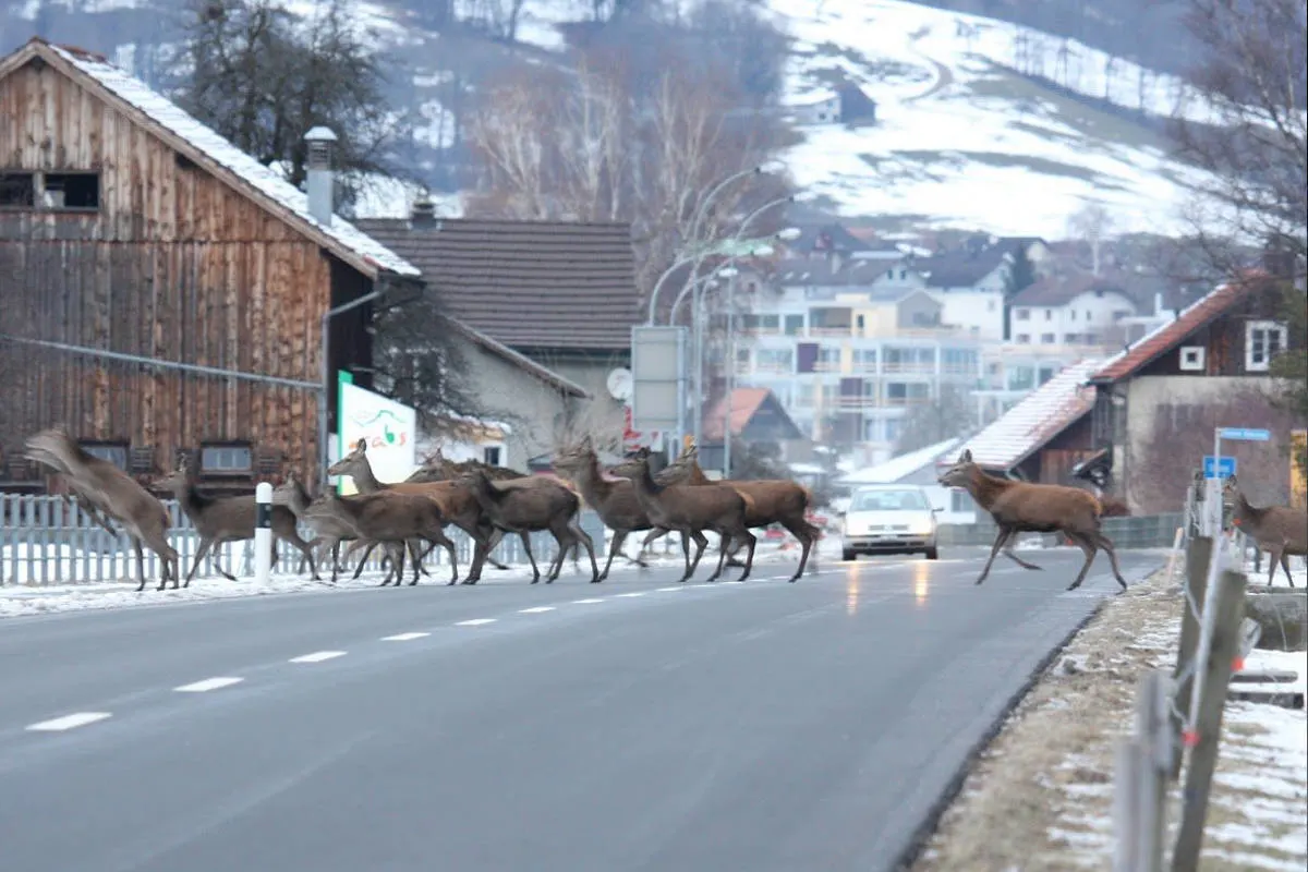 Ratgeber - Verkehrsunfälle mit Tieren - richtig handeln