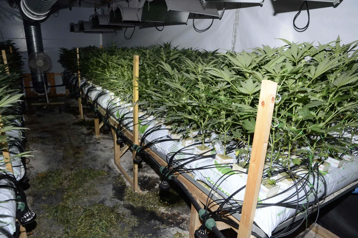 Grössere Hanf-Indooranlage in Olten ausgehoben