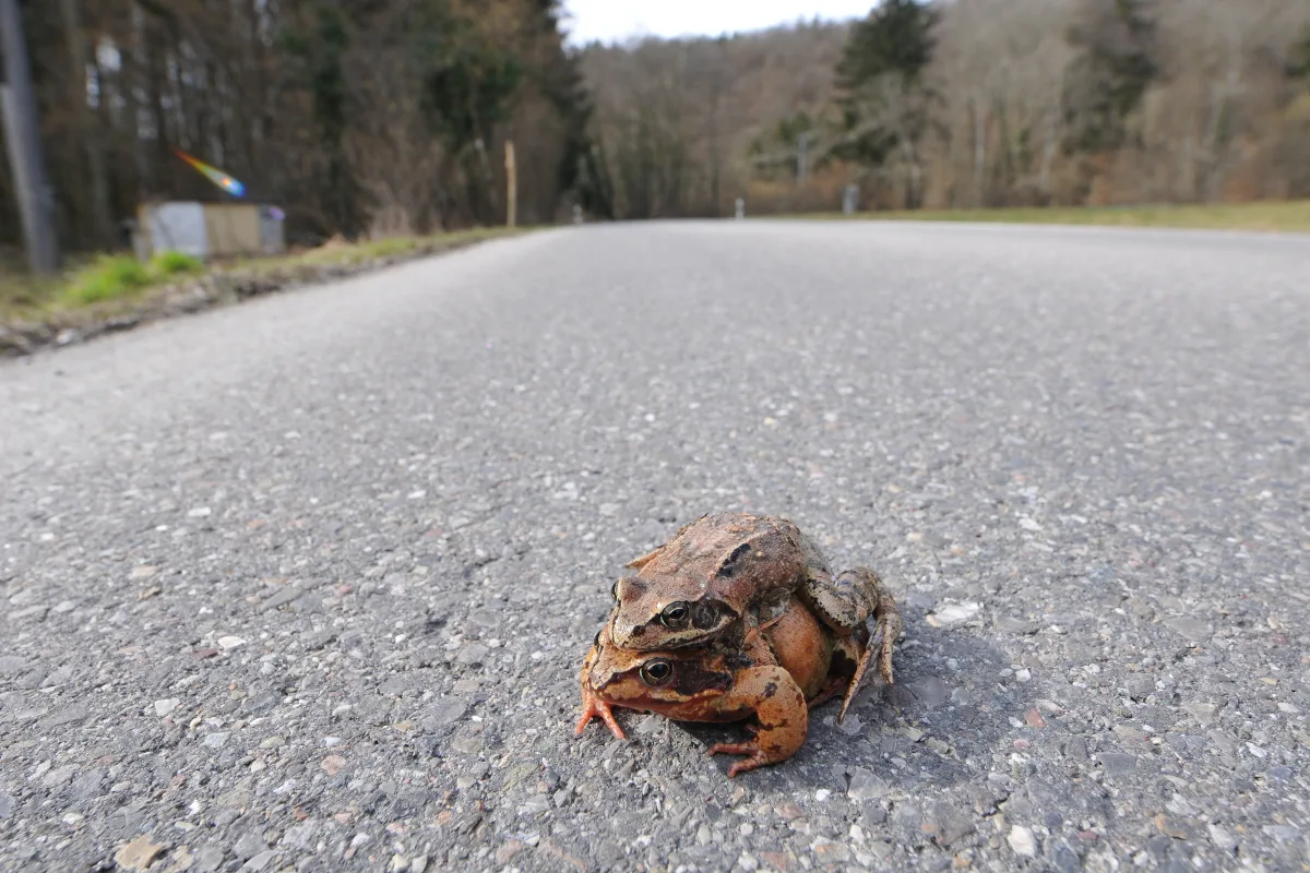 150 Meter lange Ölspur auf der J15 in Schaffhausen
