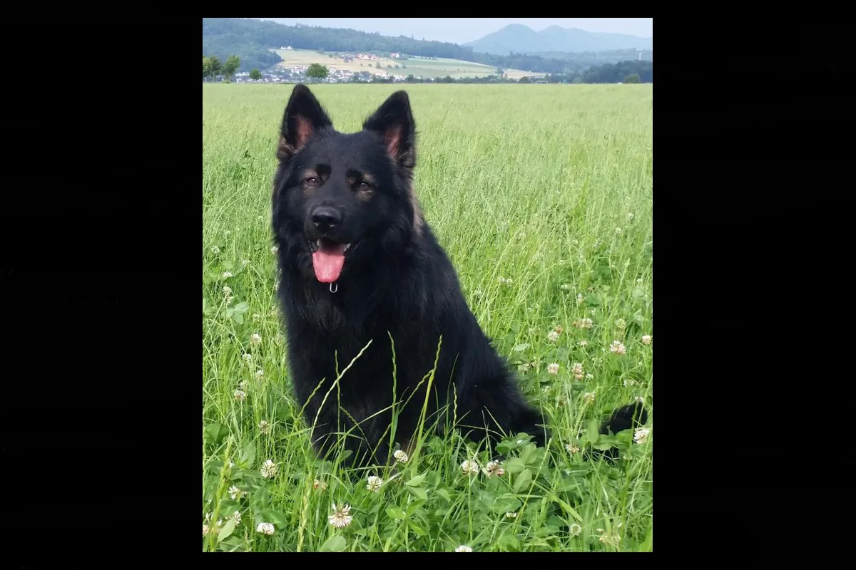 Brugg AG - Polizeihund Kiro spürt jungen Einbrecher auf