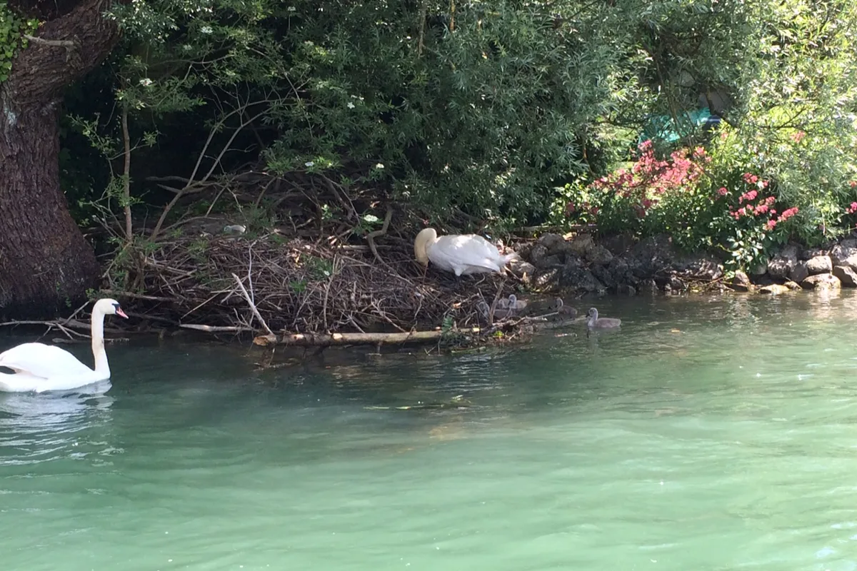 Tierisch schön! Verletzte Mama Schwan in Solothurn gerettet