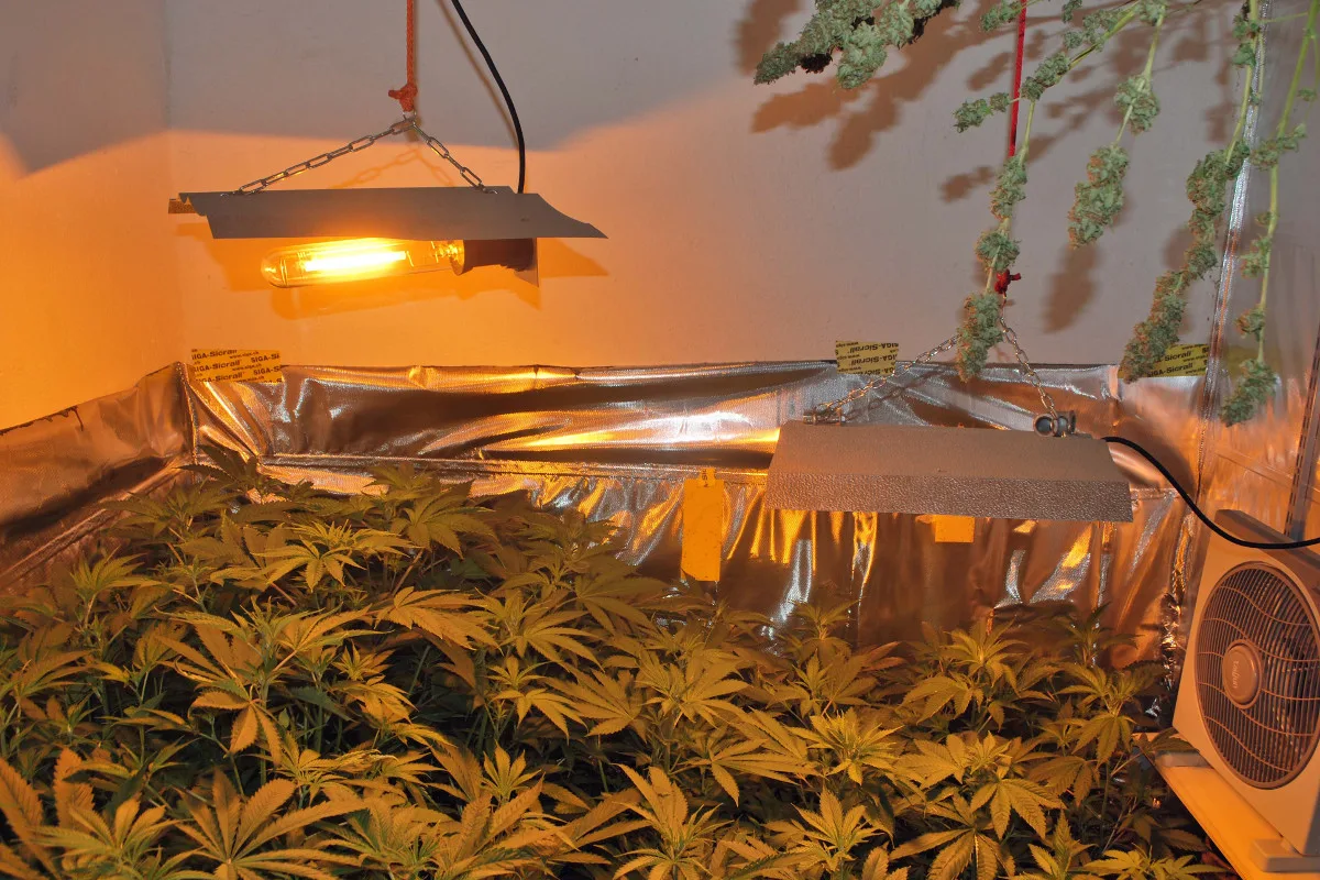 Luzern/Aargau: Drogendealer verhaftet, Hanf-Indooranlage entdeckt