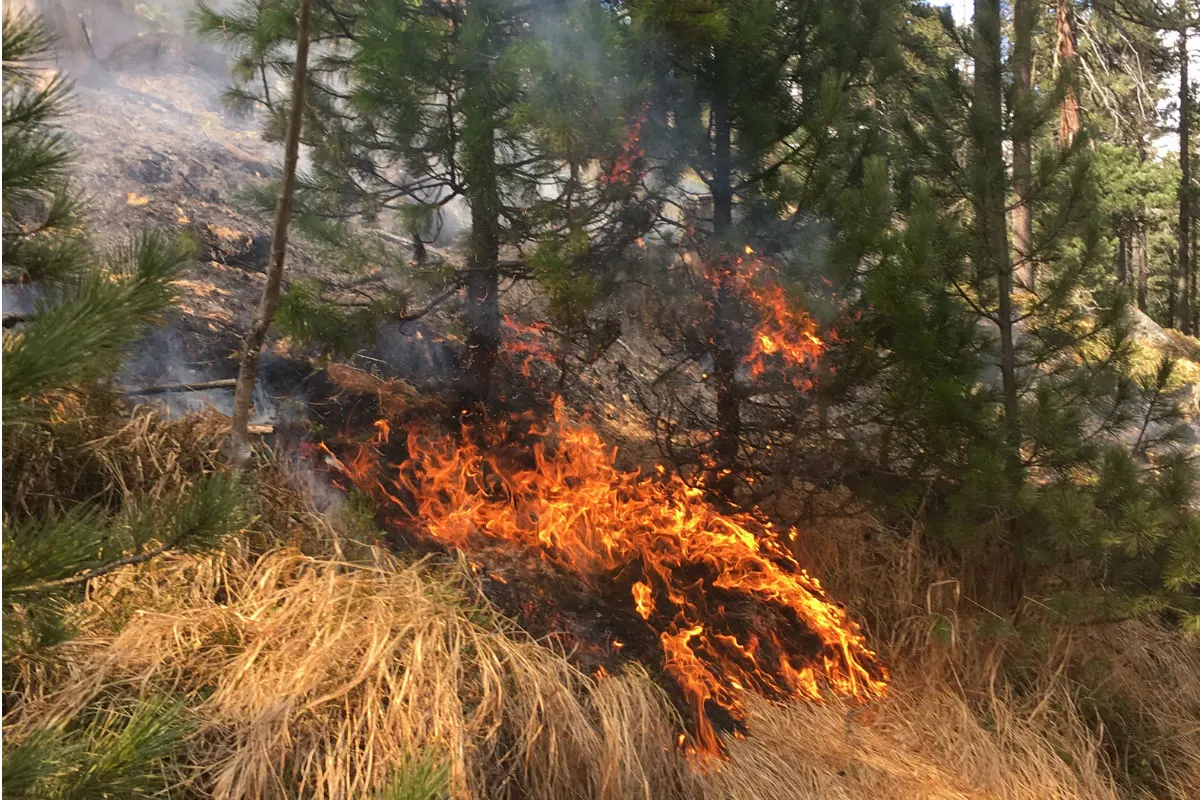 Pontresina GR - Waldbrand schnell unter Kontrolle