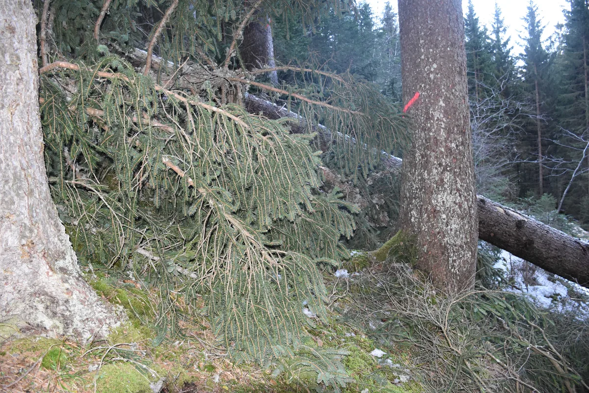 Klosters GR - Arbeiter lebensgefährlich verletzt 