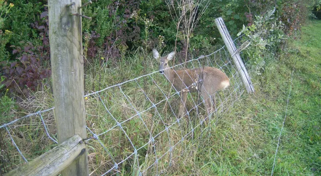 Tierische Einsätze für die Polizei in Riehen