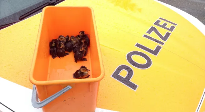 St. Gallen: Enten sorgen für tierischen Polizei-Einsatz