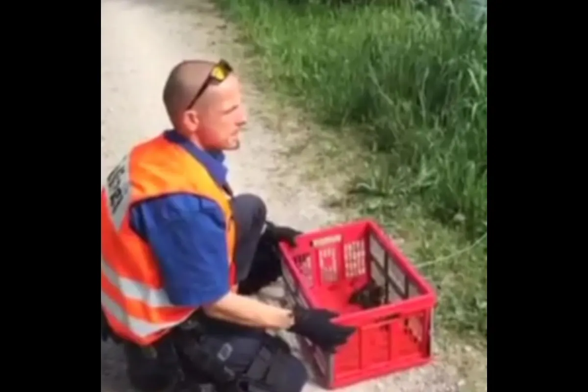 Entenbabys erfolgreich von der A1 bei Wallisellen gerettet