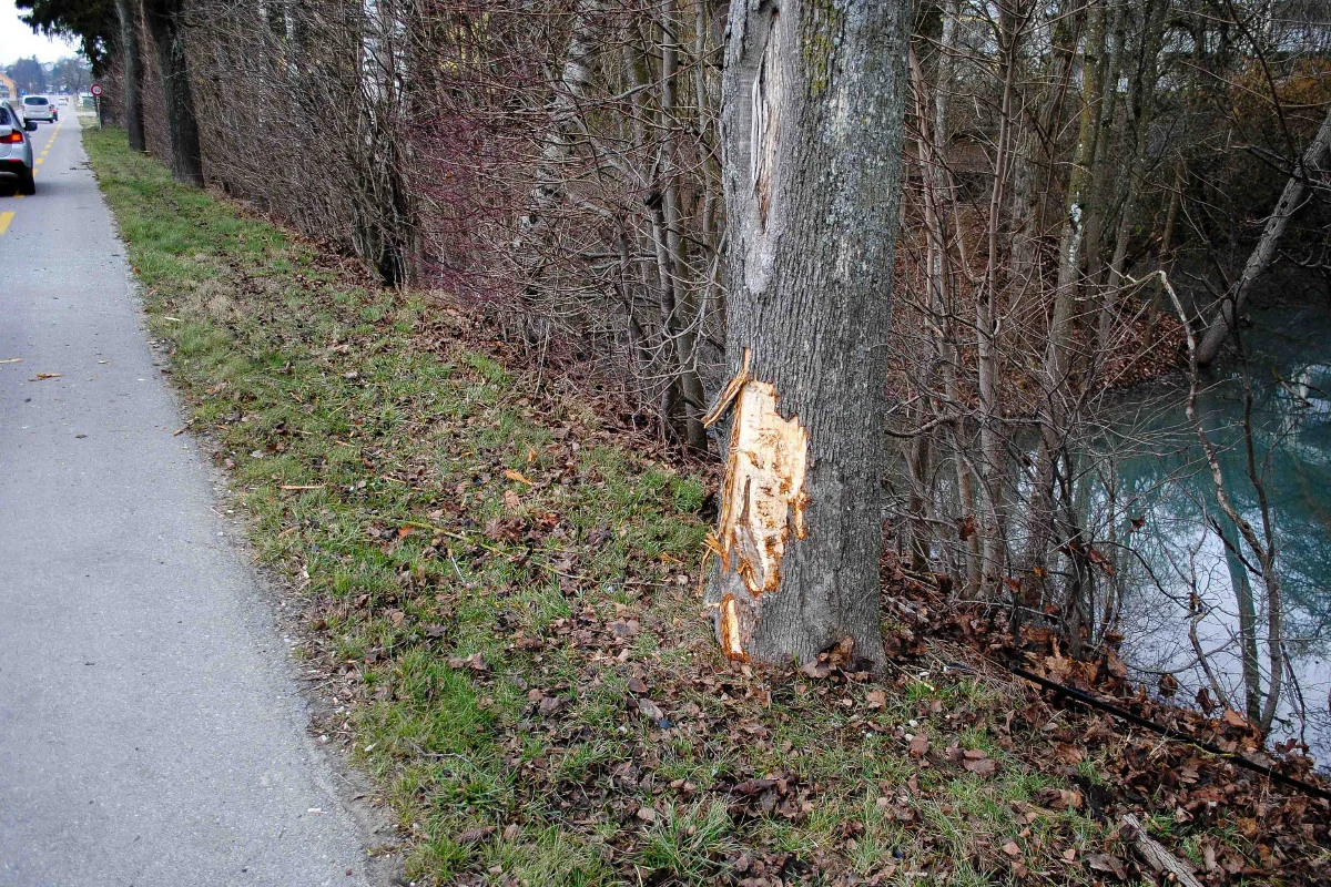 Auto kollidiert in Beringen seitlich mit Baum
