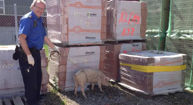 Laufen: Schwein gehabt - Tierischer Einsatz für die Polizei