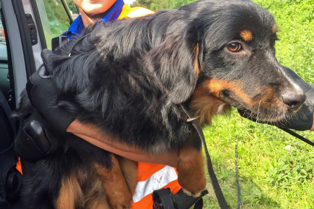Inwil LU - Berner Sennenhündin Dora hält Polizei auf Trab