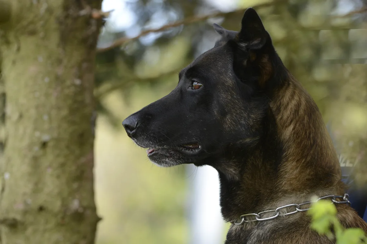 Polizeihund Pango schnappt in Cham zwei Einbrecherinnen