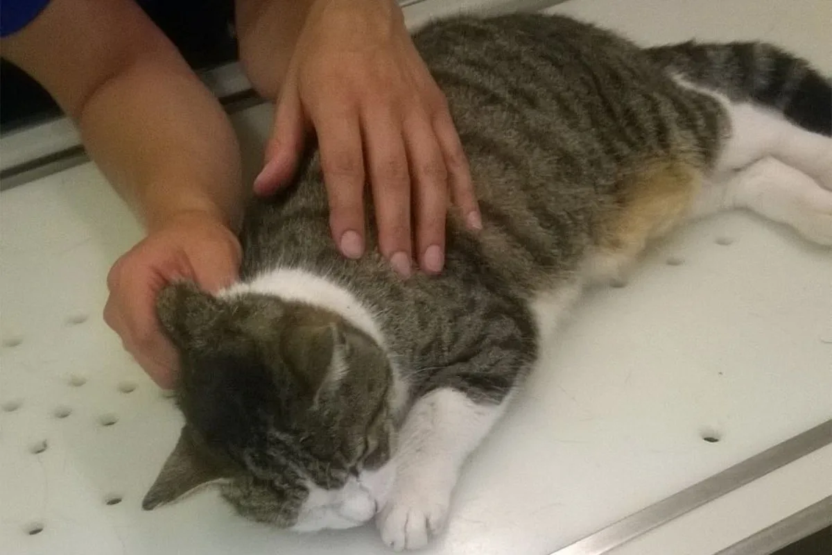 Tierische Rettung in Brunnen SZ - Katze befreit