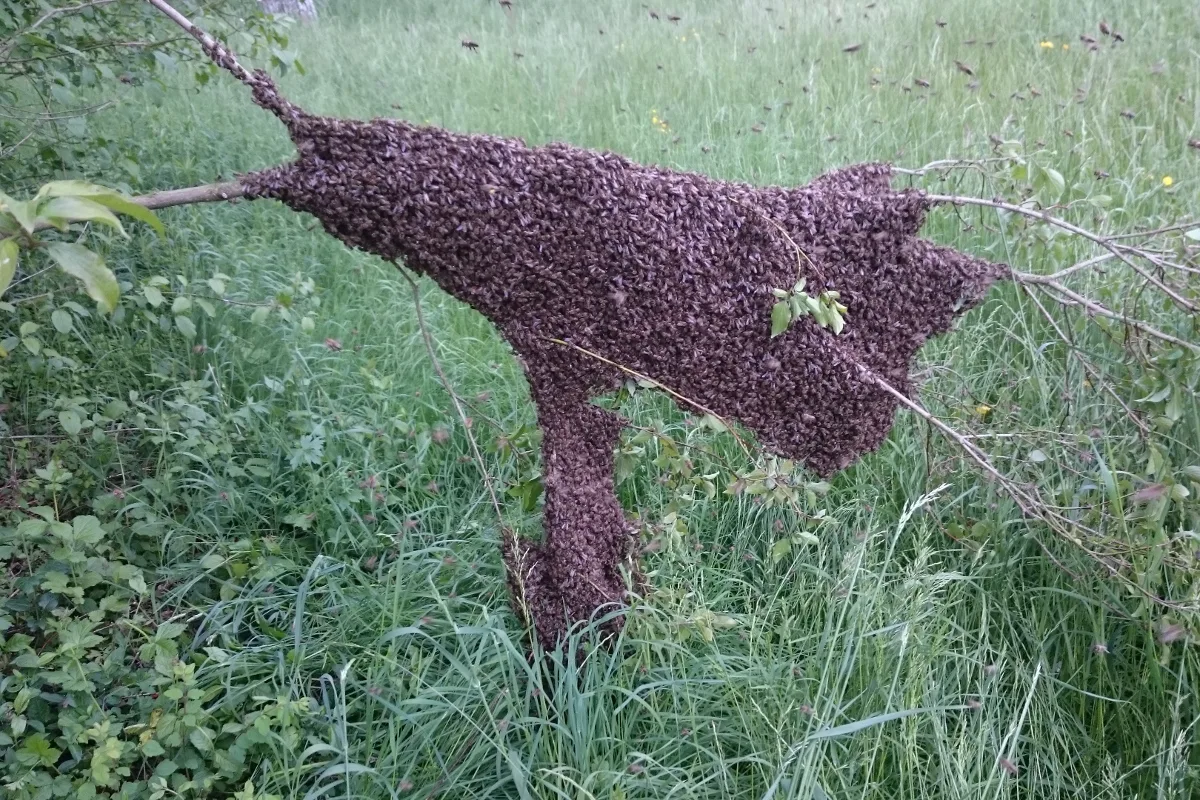 Kanton Schaffhausen SH - Polizei vermittelt bei Bienenschwärmen