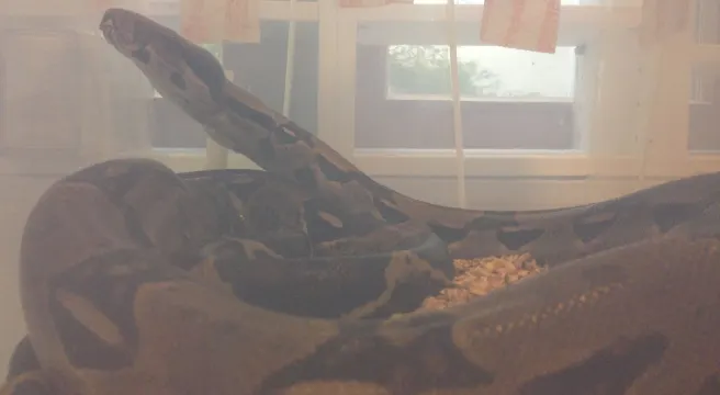 Boa Constrictor in Liestal ausgesetzt