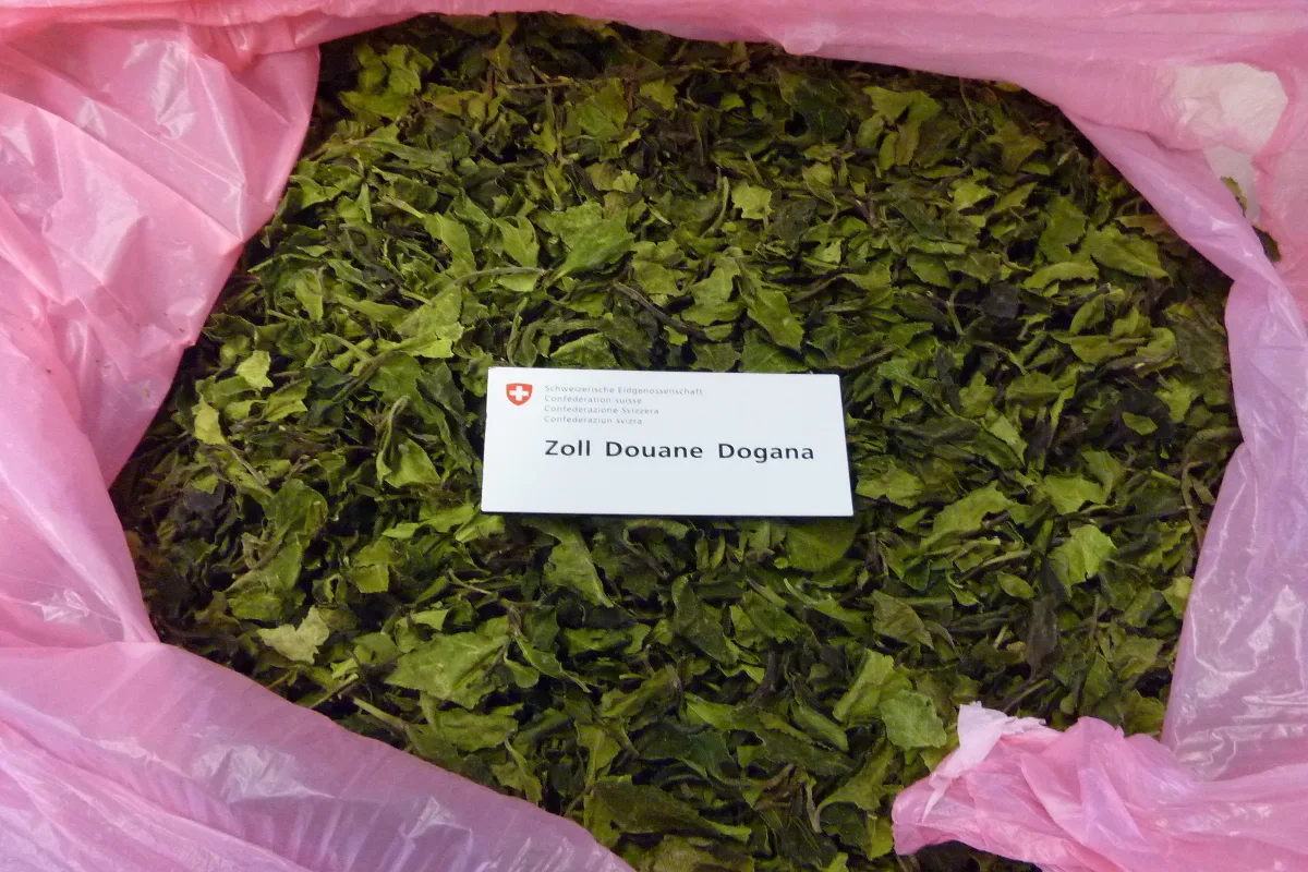 Zürich: 605 kg Khat in Postsendungen