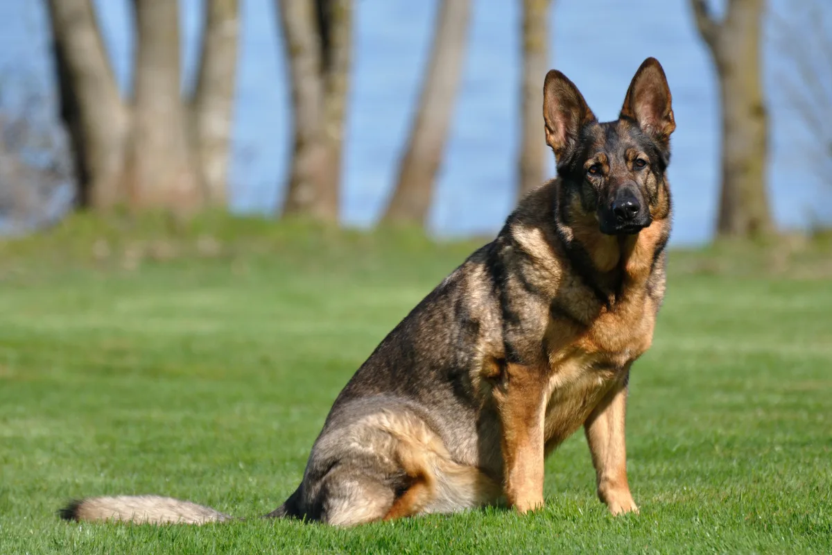 Feusisberg SZ - Polizeihund Aika stoppt flüchtenden Autofahrer
