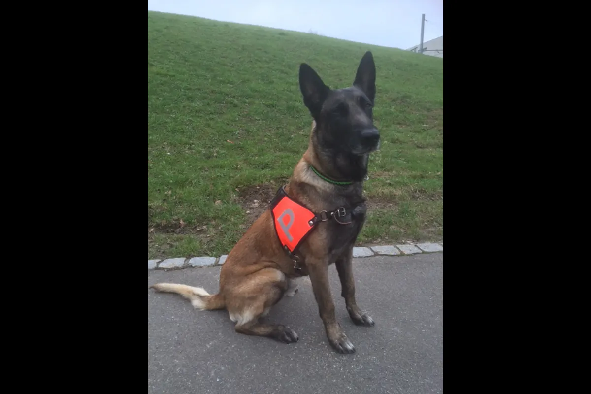 Waldstatt: Polizeihund H'Jaro spürt Räuber auf