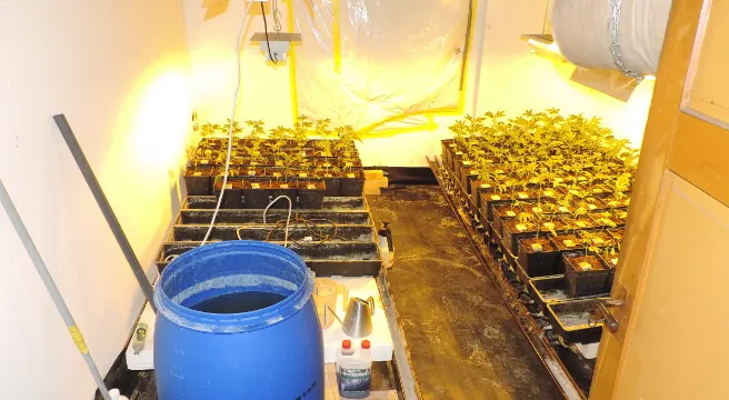 Hanf-Indooranlage in Schaffhausen entdeckt