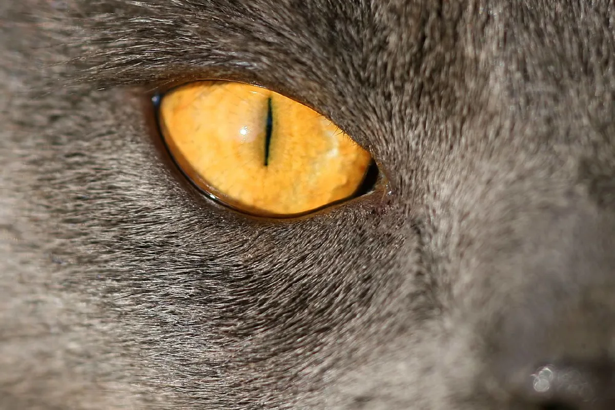 Katze in Marthalen durch Wildtier getötet