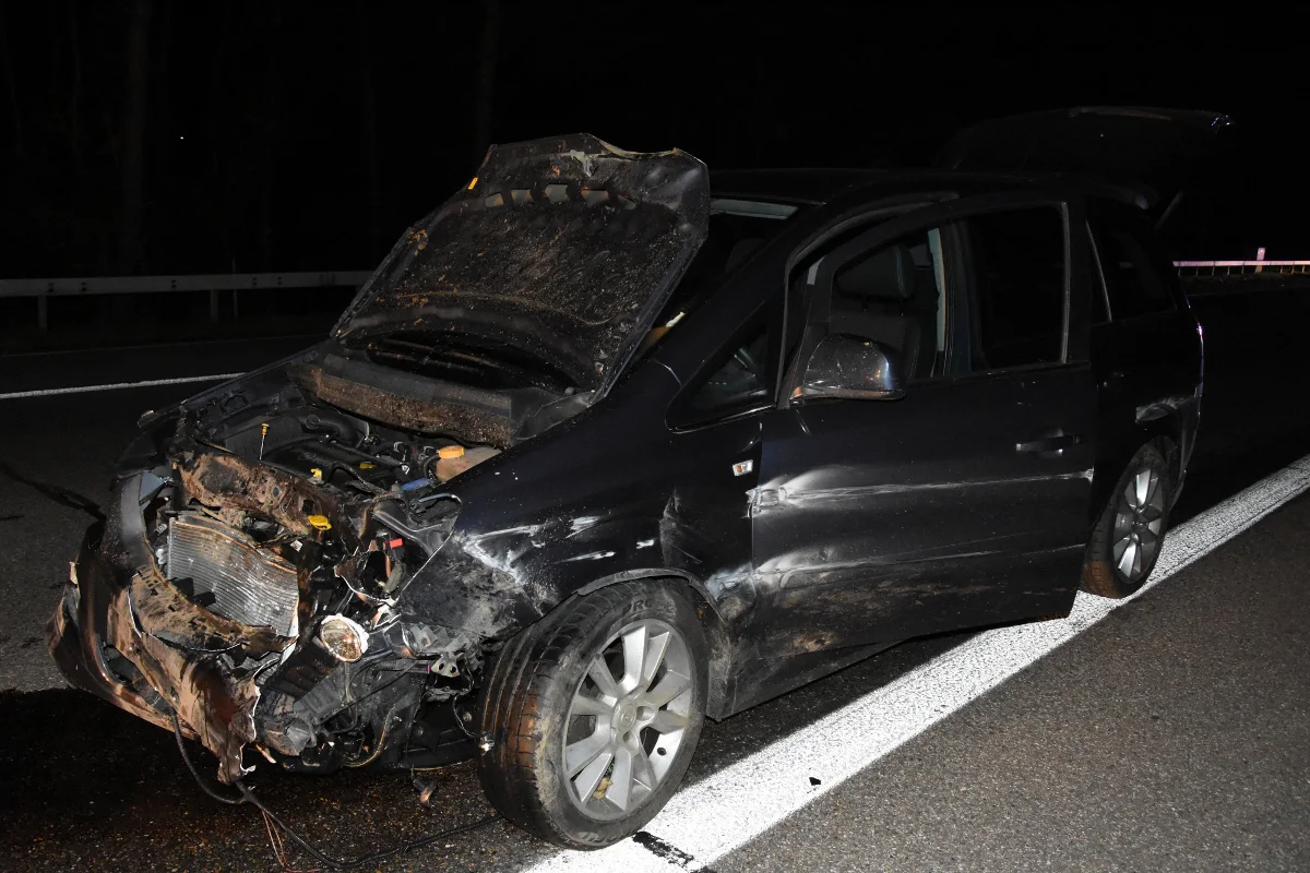 Mörschwil SG - Mehrere Wildschweine auf der A1 überfahren