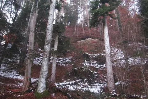 St. Gallen SG - Wanderin stürzt Böschung hinunter