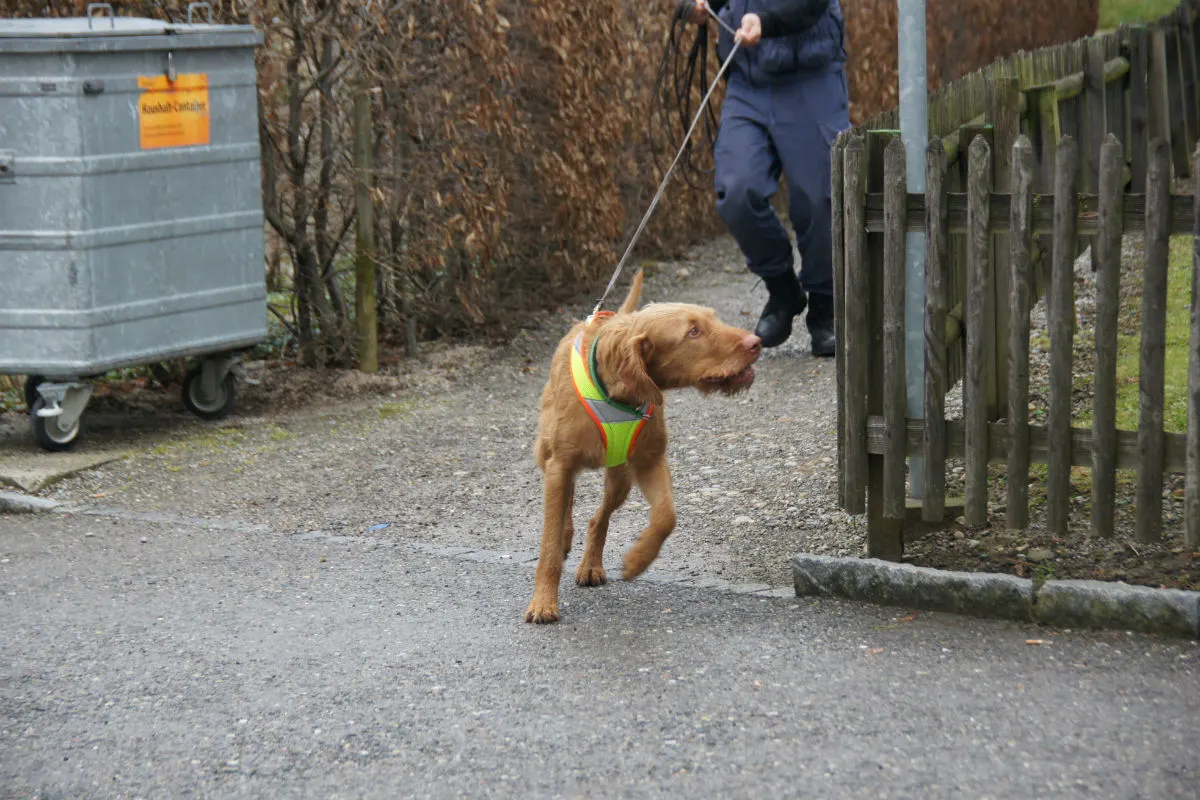 Tübach: Polizeihund Lupo findet vermissten Spaziergänger