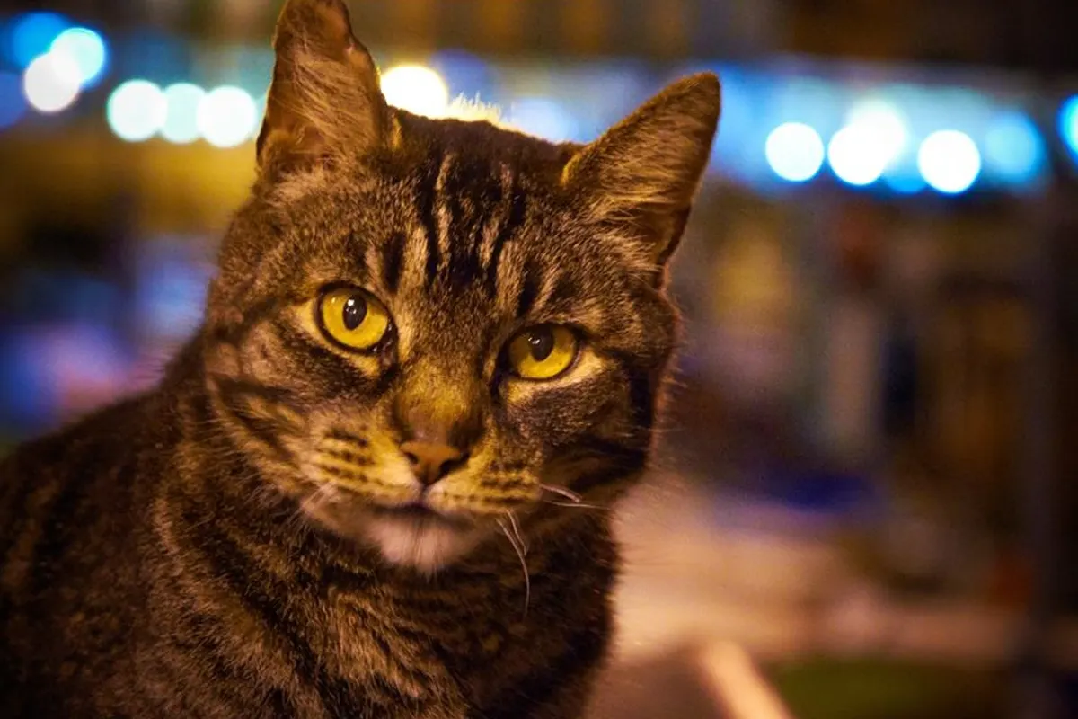 Lörrach BW - Tierquäler schießt auf Katzen - Zeugenaufruf