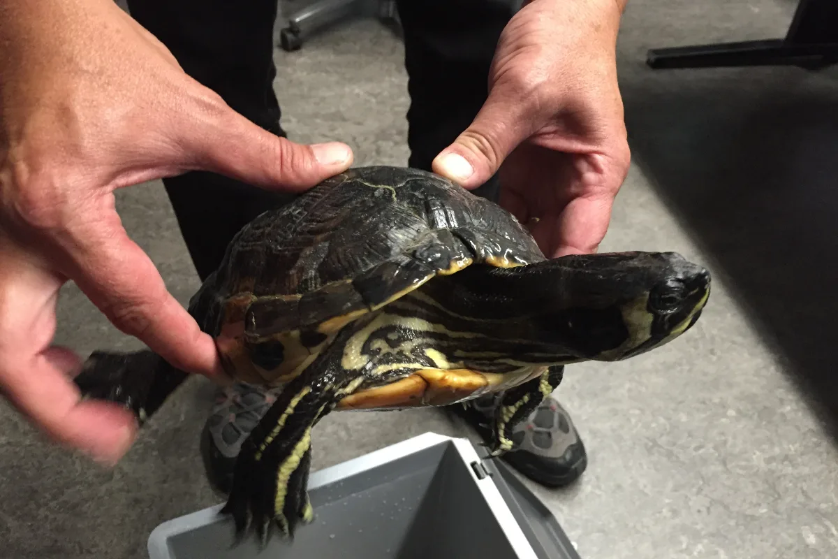 Schildkröte in St. Gallen aufgefunden